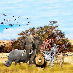african Wildlife