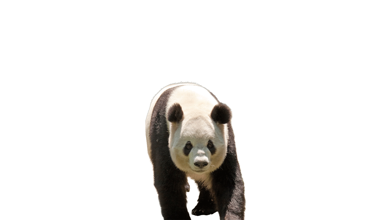 Giant Pandas Play in the Snow at the Smithsonian National Zoo | Mangolink