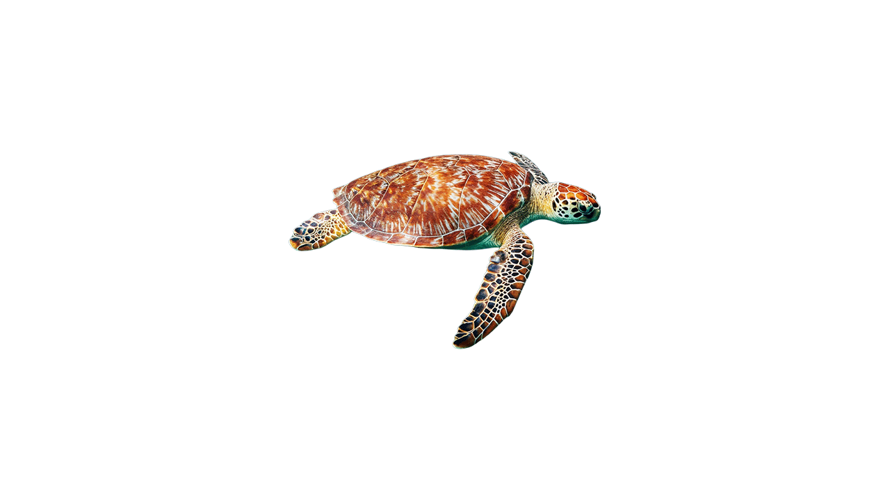 The Seven Species of Sea Turtle | Mangolink